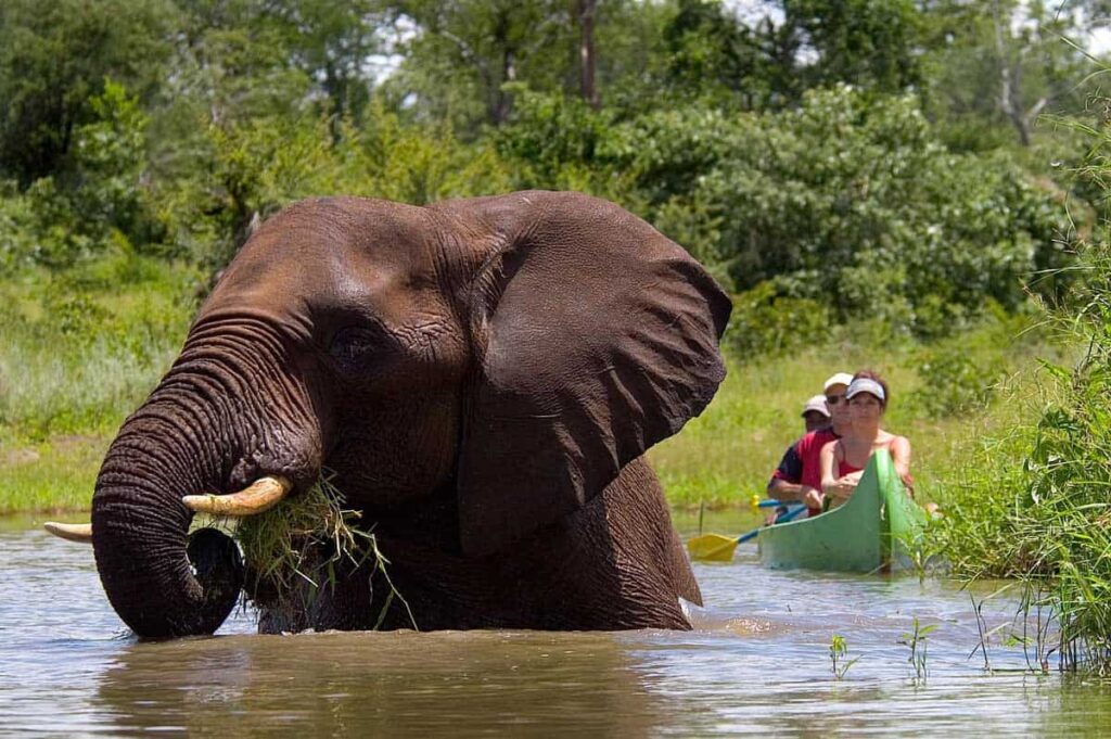 zambezi-river-canoe-africa