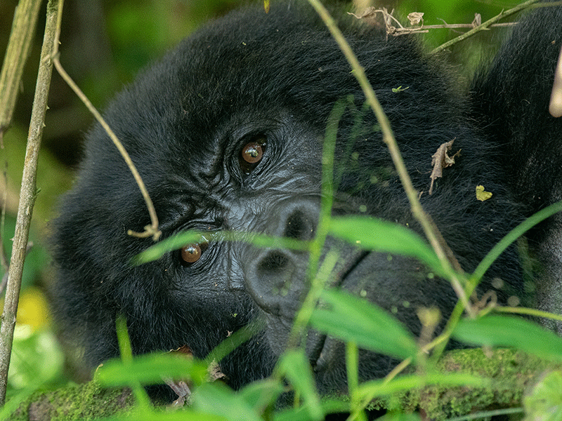 Uganda-Gorillas-and-Game