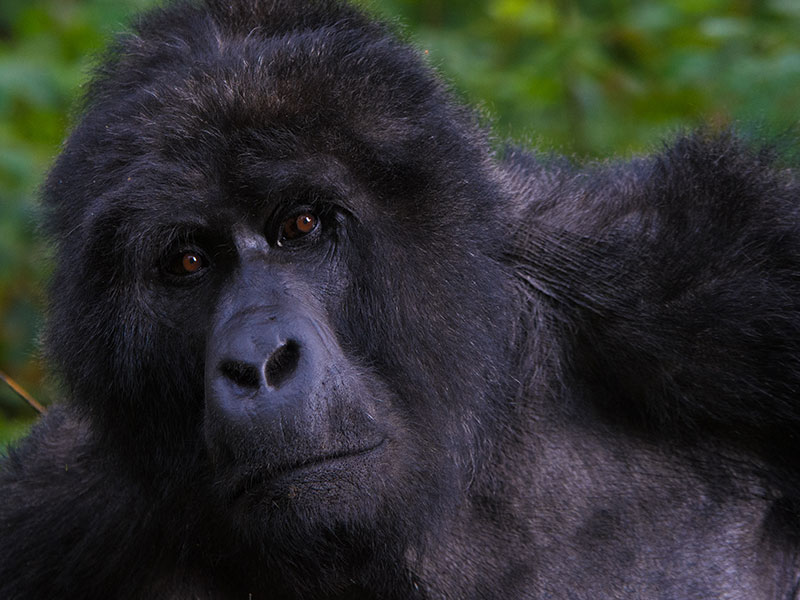 Where-to-see-Gorillas
