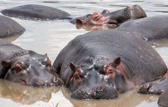 Where-to-see-Hippos-in-Africa