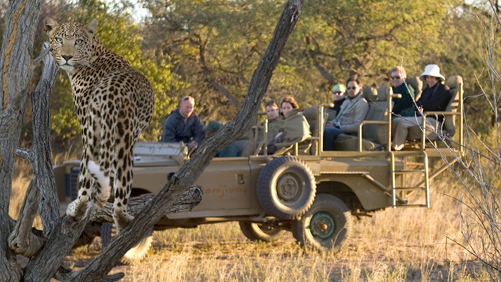 Leopard tracking in Namibia