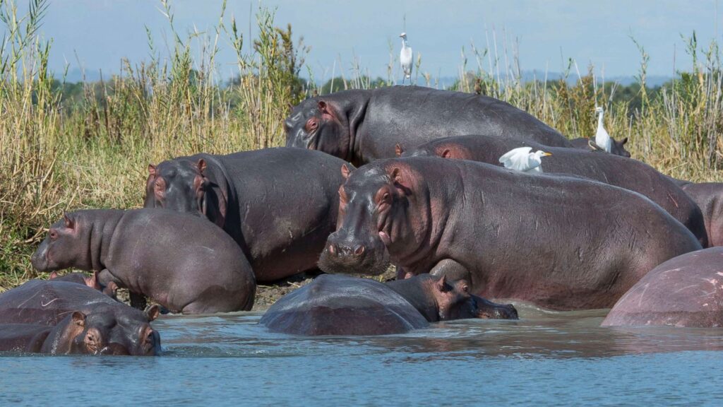 Where-to-see-Hippos-in-Africa