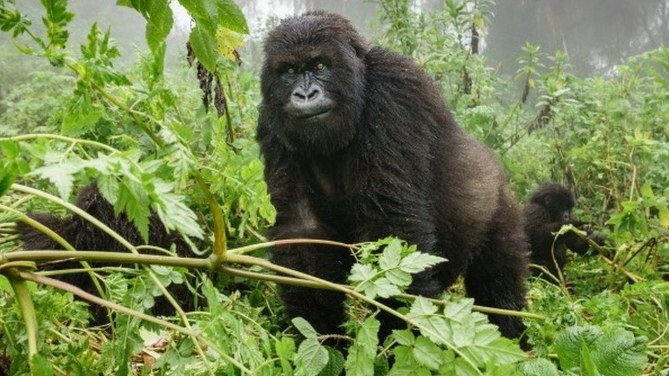 Congo-National-Parks