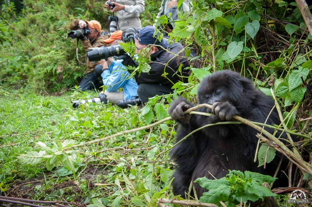 Rwanda-Gorilla -Trekking
