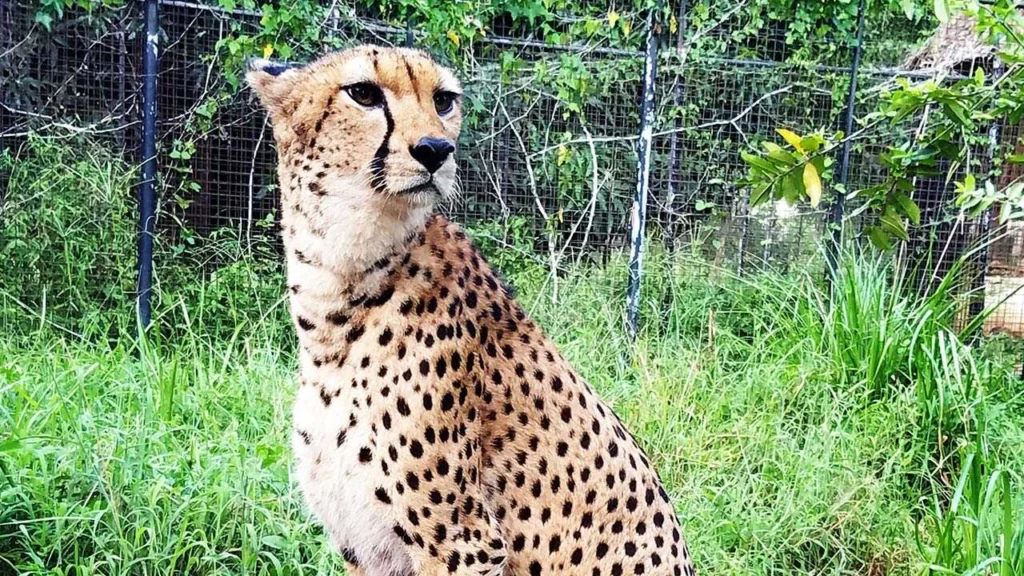 zanzibar-Cheetah's-Rock