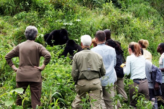 Rwanda-Gorilla-Trekking
