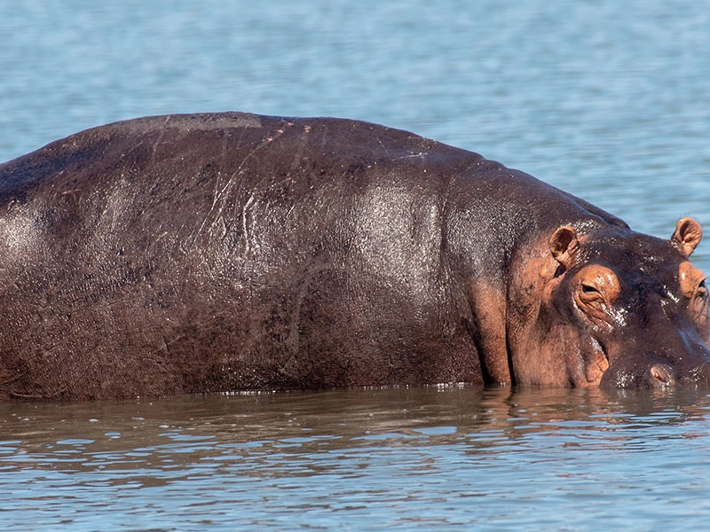Facts-About-Hippopotamus