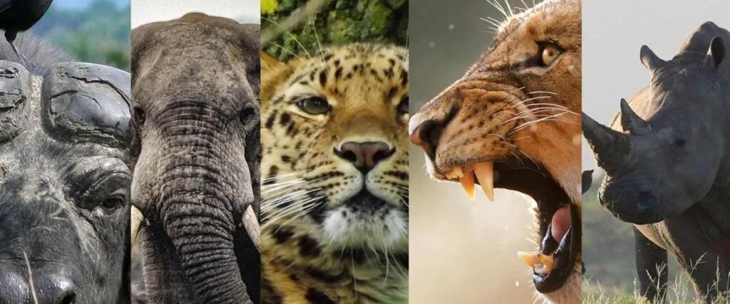 Big-Five-Animals