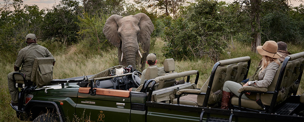 experience-game-drive-elephant