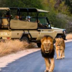 South-Africa-Safari-Tours